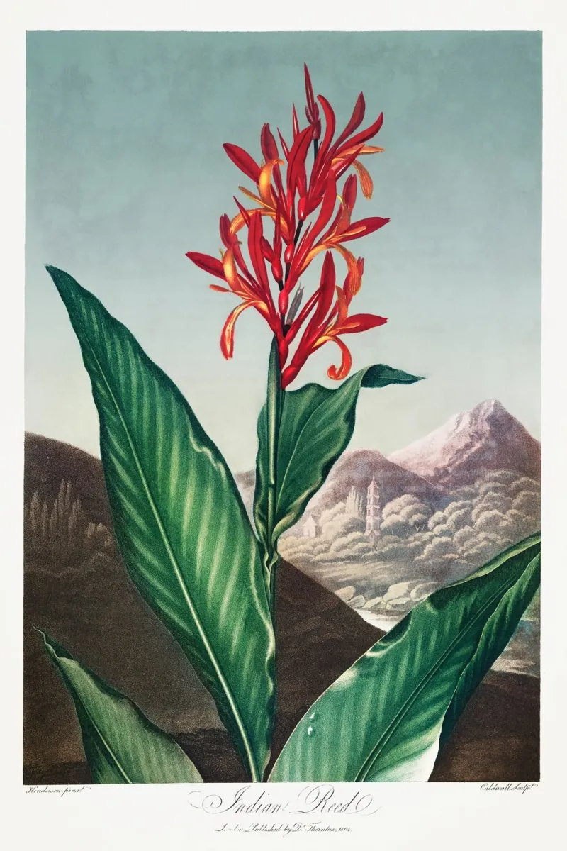 Robert John Thornton - Canna indiana tela con Cornice a cassetta da Old Masters
