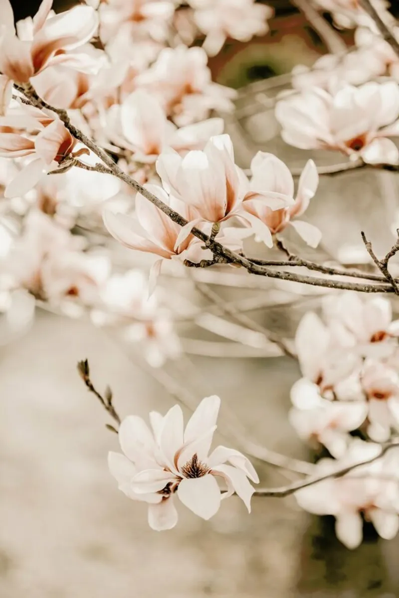 Magnolias 1 poster con telaio in alluminio da Monika Strigel