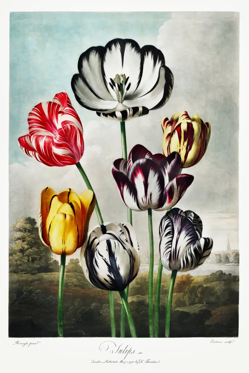 Robert John Thornton - Tulipani alluminio dibond da Old Masters