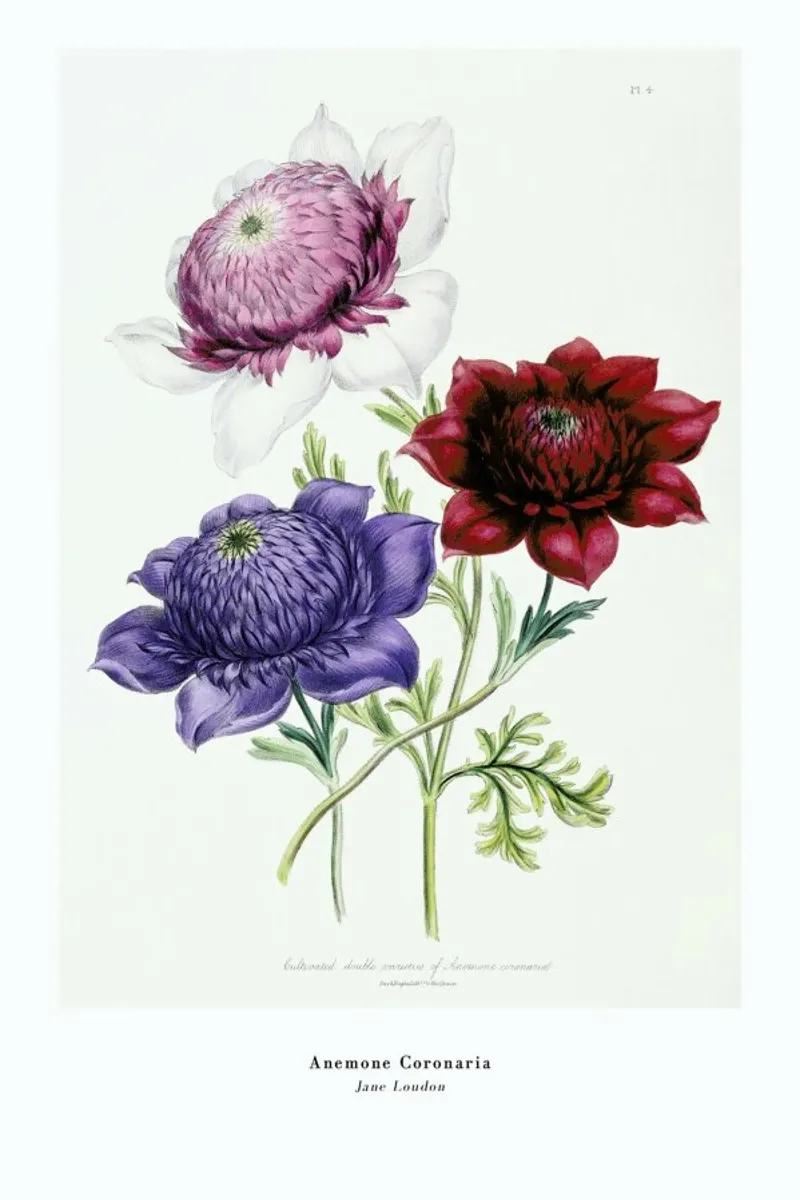 Jane Loudon - Anemone Coronaria tela con Cornice a cassetta da ARTOTHEK