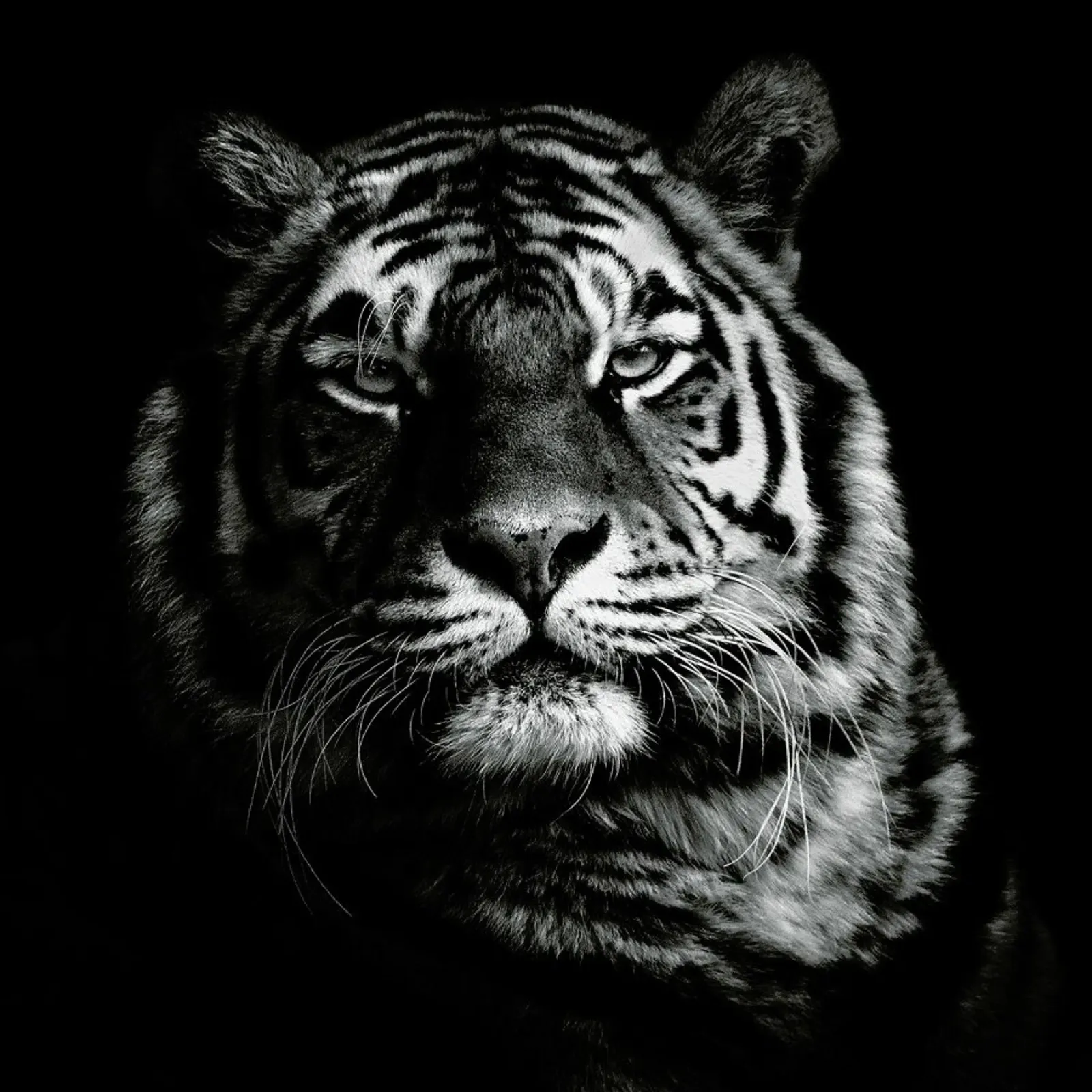 Tiger - Christian Meermann alluminio dibond da Pictufy