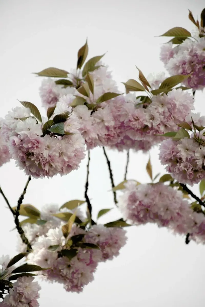 Clouds Of Cherry Flowers pellicola backlit da Studio Nahili