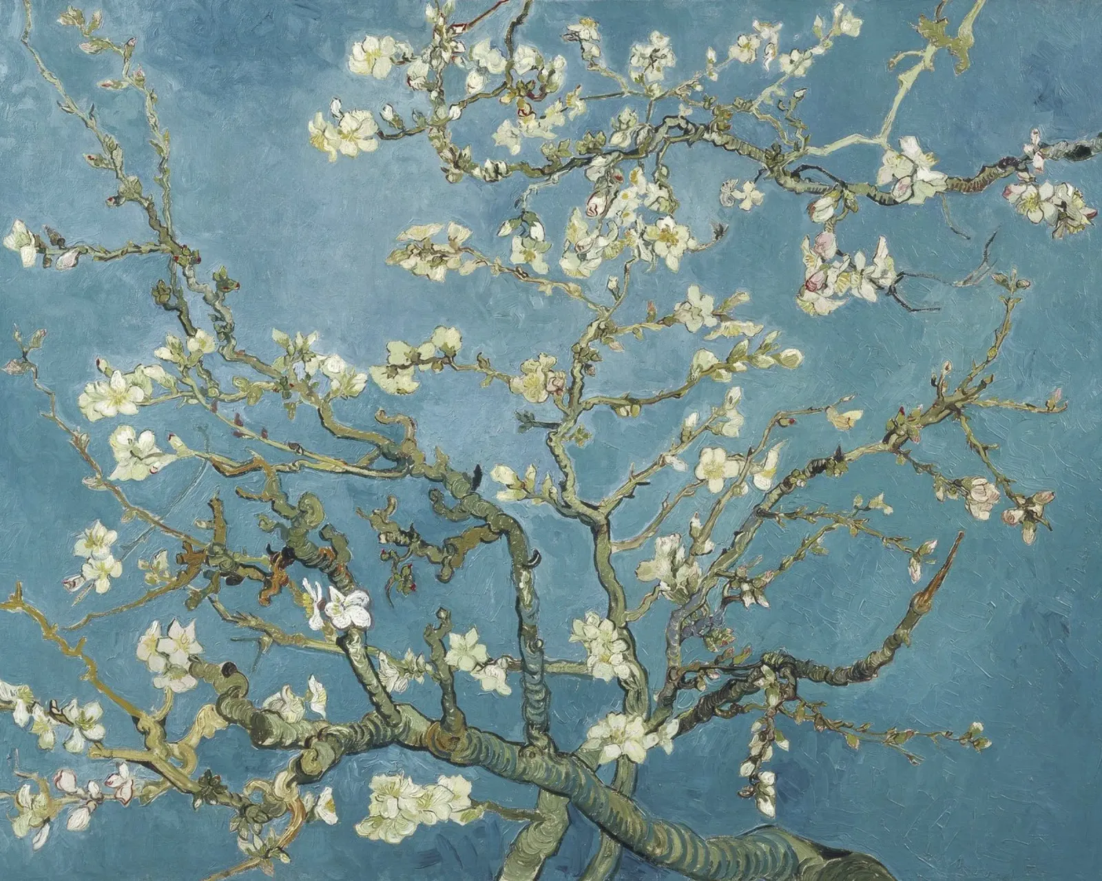 Mandorlo in fiore di Vincent van Gogh pellicola backlit da Venus Art