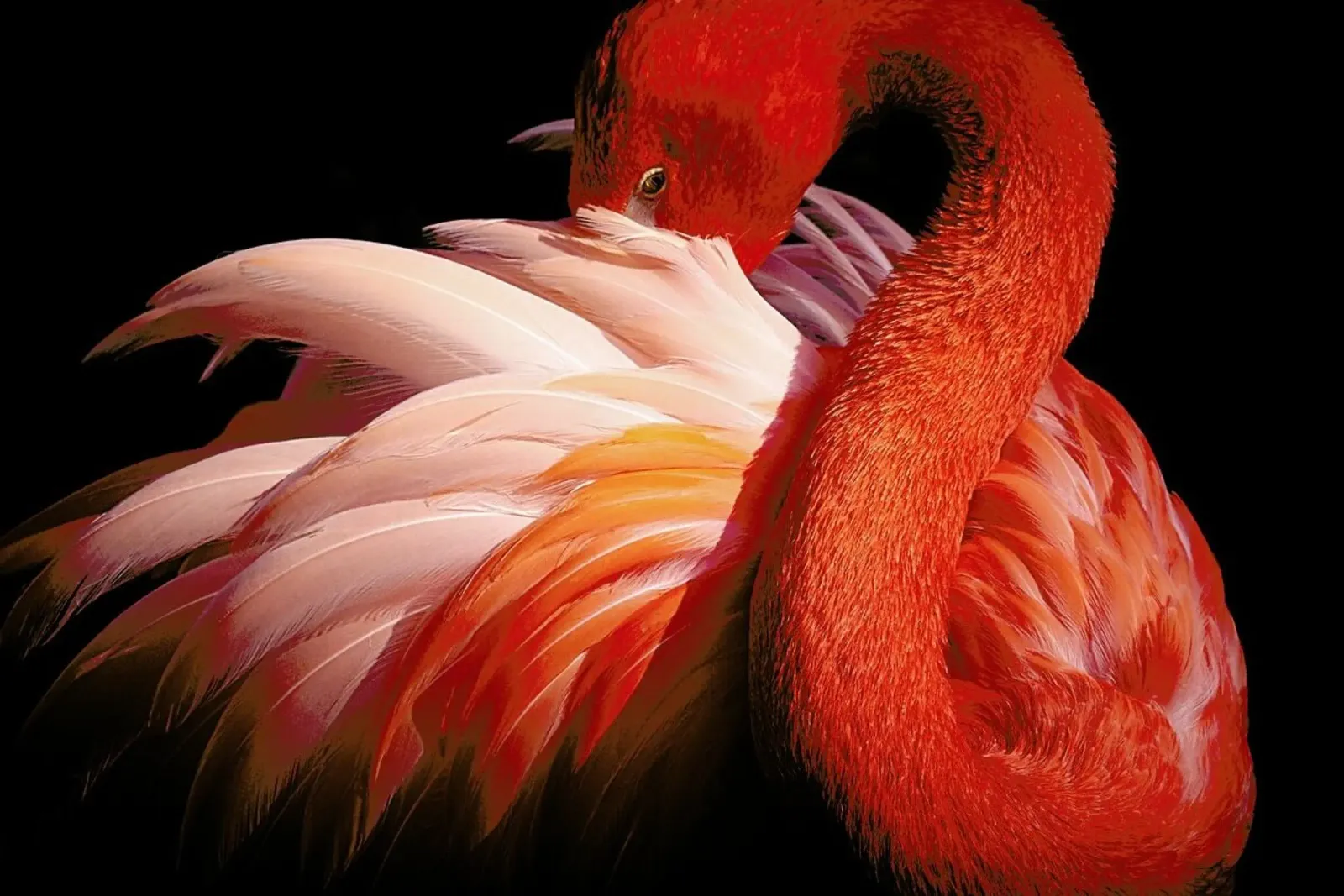 Flamingo - Makoto Nishikura tela da Pictufy