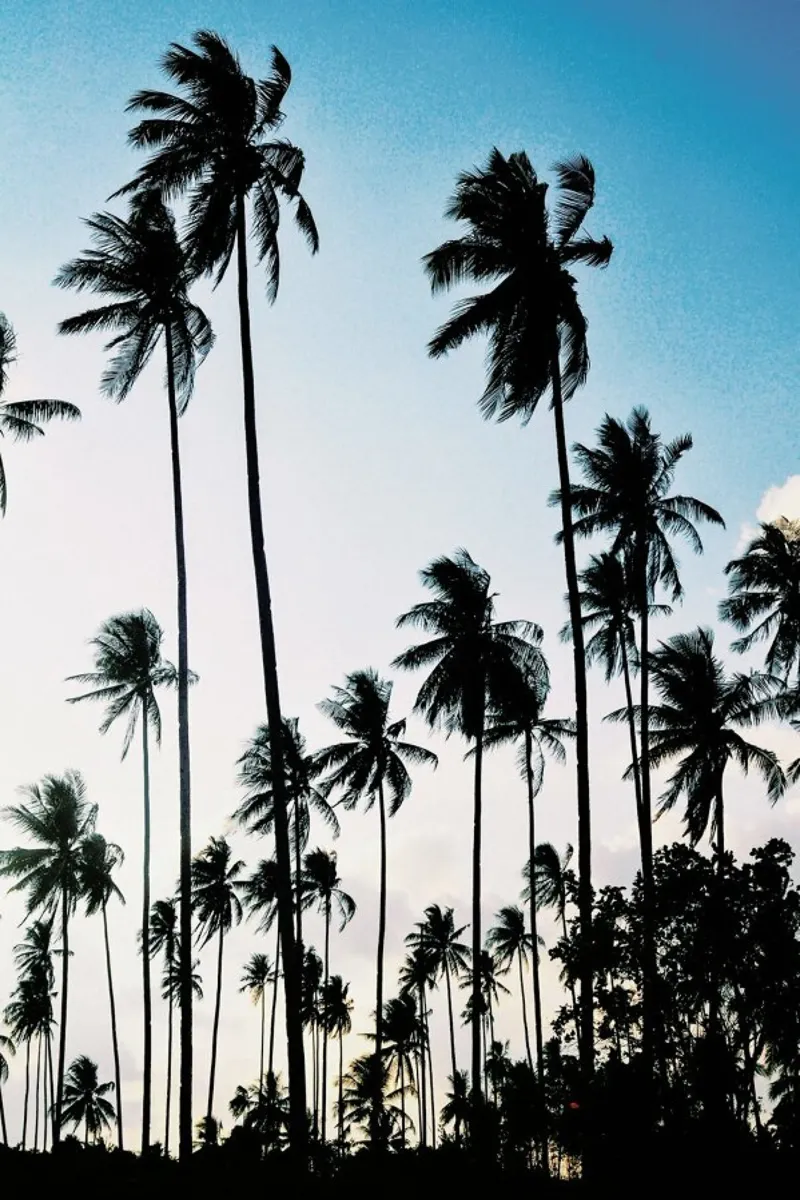 Palms at Dusk pellicola backlit da METROPOLIS