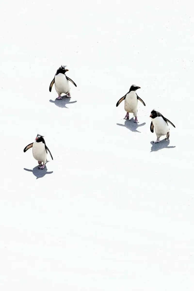 Snow Penguins III pellicola backlit da Natural Kingdom