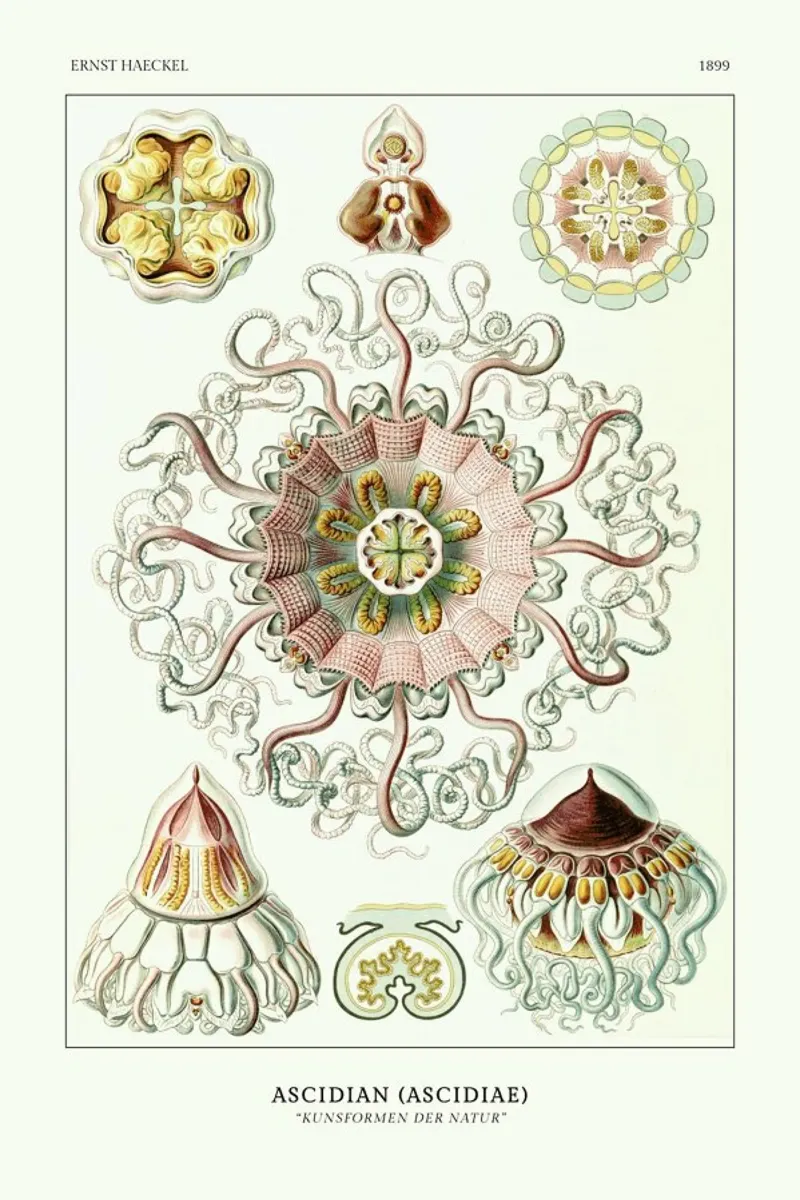 Ernst Haeckel-Peromedusae - Talchenquallen poster con telaio in alluminio da ARTOTHEK