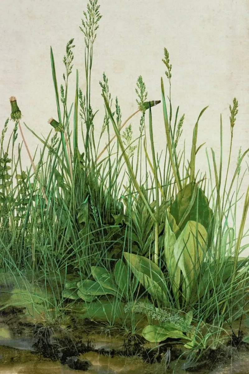 Dürer - Great Piece of Turf poster con telaio in alluminio da ARTOTHEK