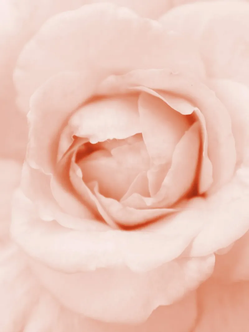 Peonia dolce poster con telaio in plastica da Moon  Bloom