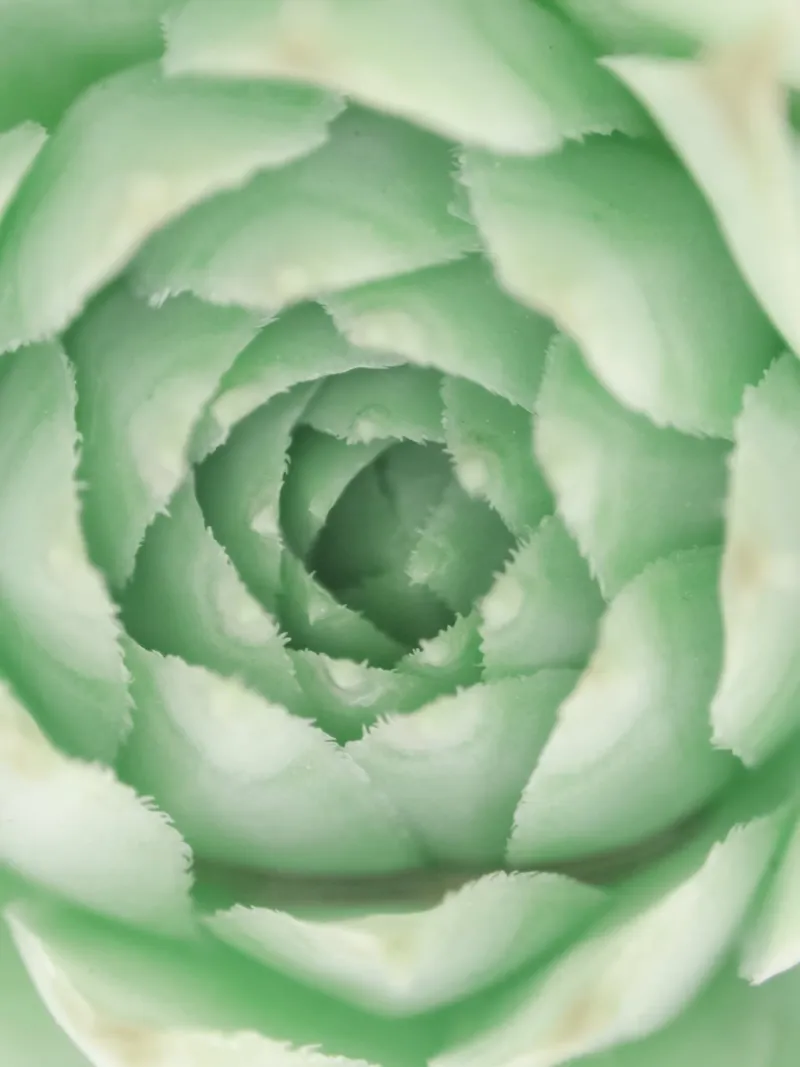 Geometric Succulent carta hahnemühle da Moon  Bloom