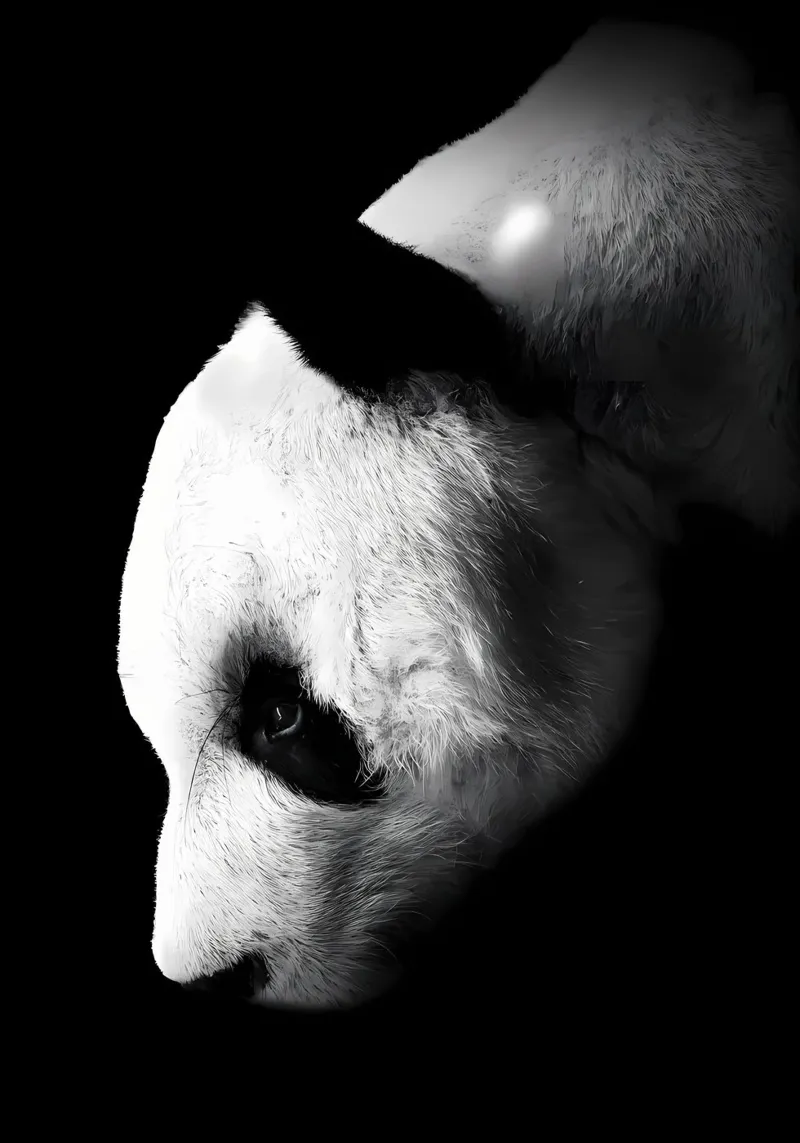 Immagine Panda in chiave Low Key alluminio dibond da James M Coyle