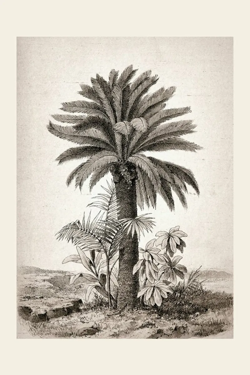 Sago Palm pellicola backlit da Flora & Fauna