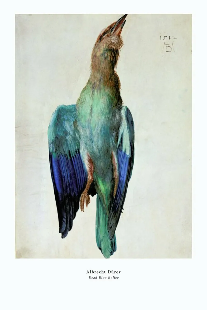 Dürer - Dead Blue Roller pellicola backlit da ARTOTHEK