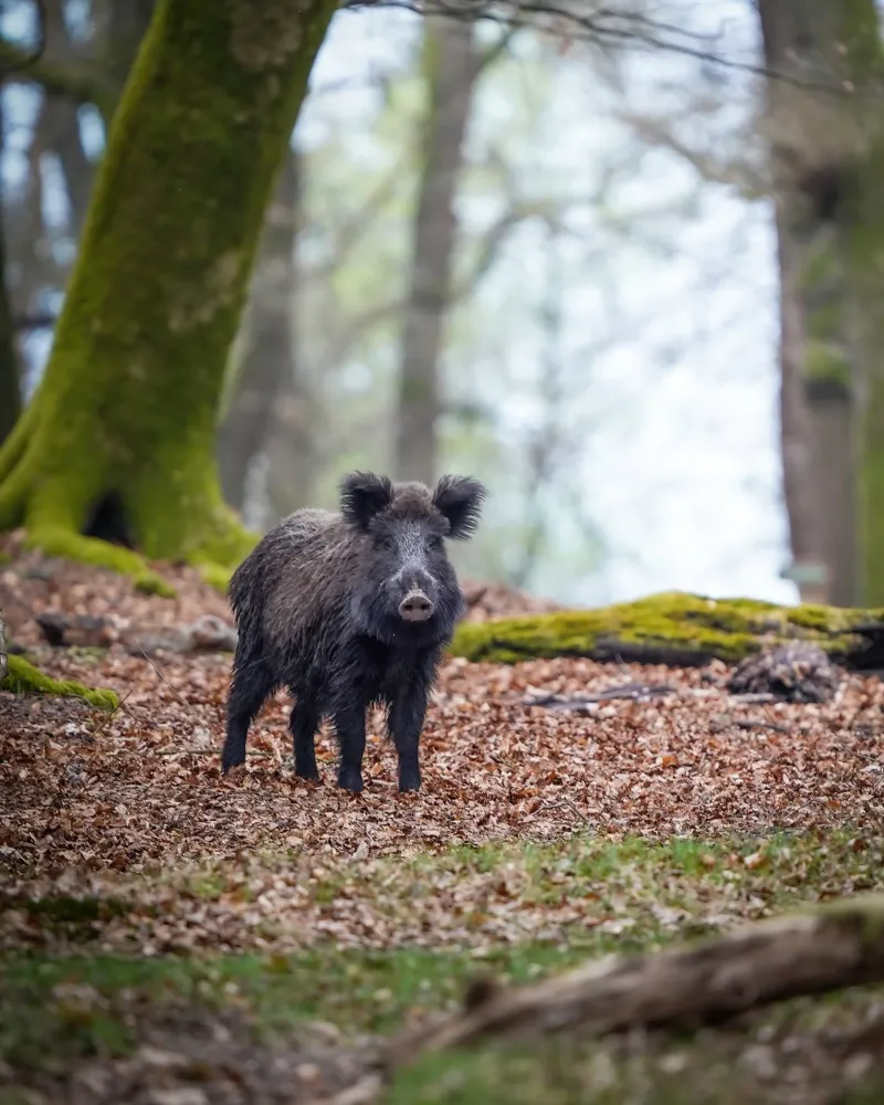 Cinghiale nella foresta pellicola backlit da Tom's Wildlife