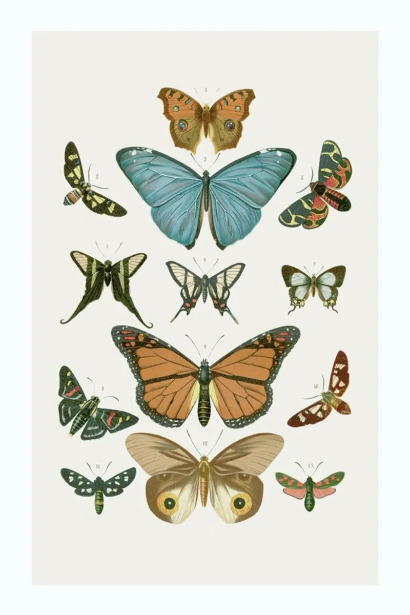 Butterflies canvas by Flora & Fauna