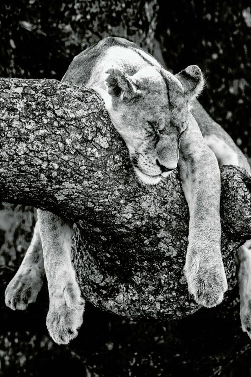 Lazy Day plexiglass da Natural Kingdom