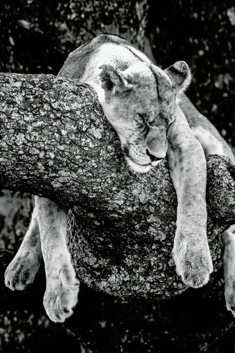 Lazy Day acryl van Natural Kingdom