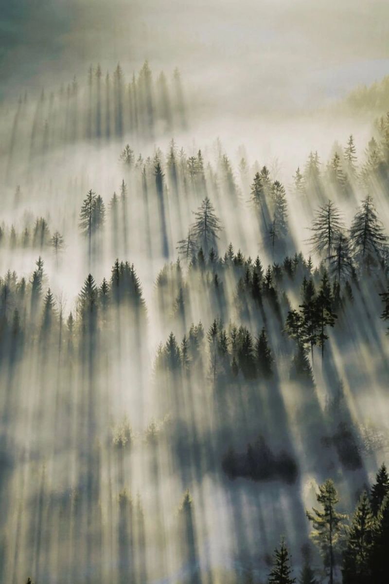 Sun Through Cedars @magnus___p pellicola backlit da EyeEm Mobile GmbH