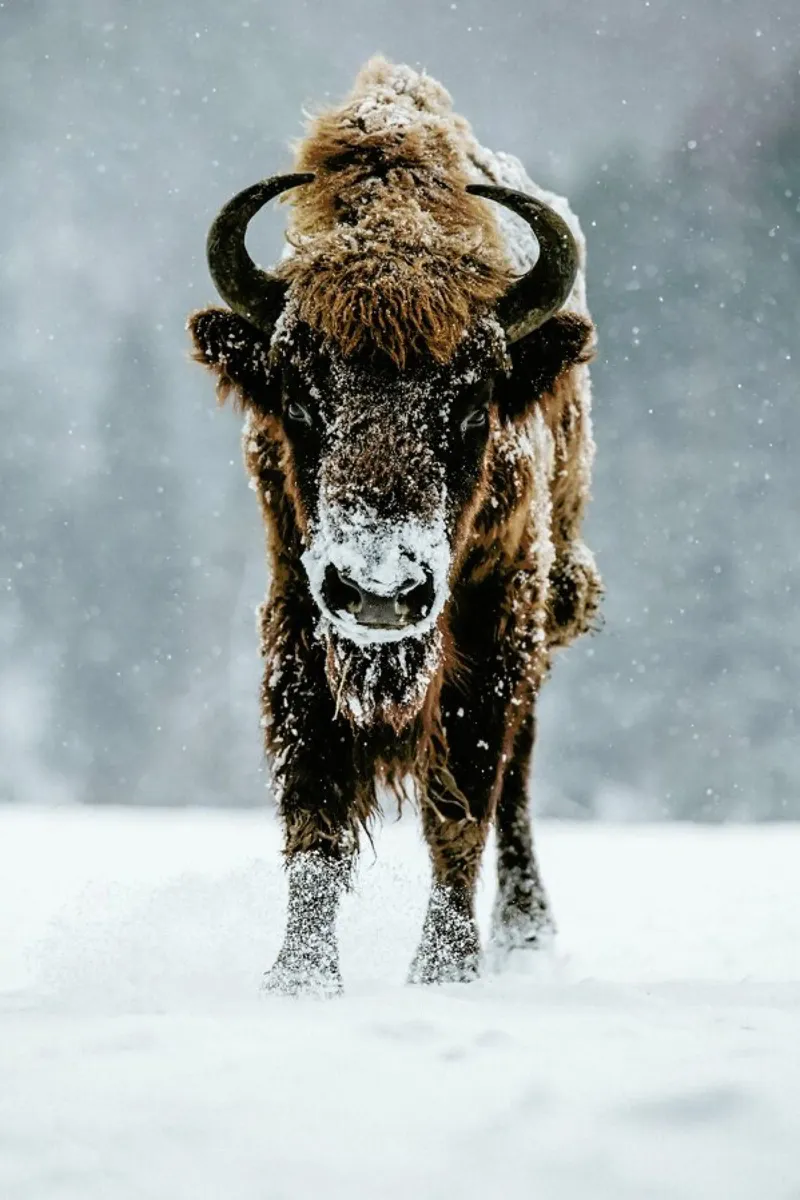 Great Beast @szabo_ervin_edward pellicola backlit da EyeEm Mobile GmbH