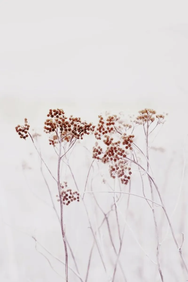 Wild Flowers Iceland 115 toile de Monika Strigel