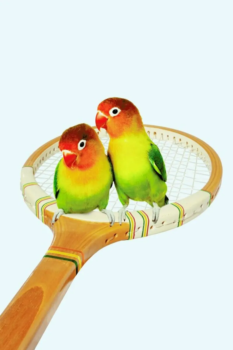 Retro Birds pellicola backlit da Jonas Loose