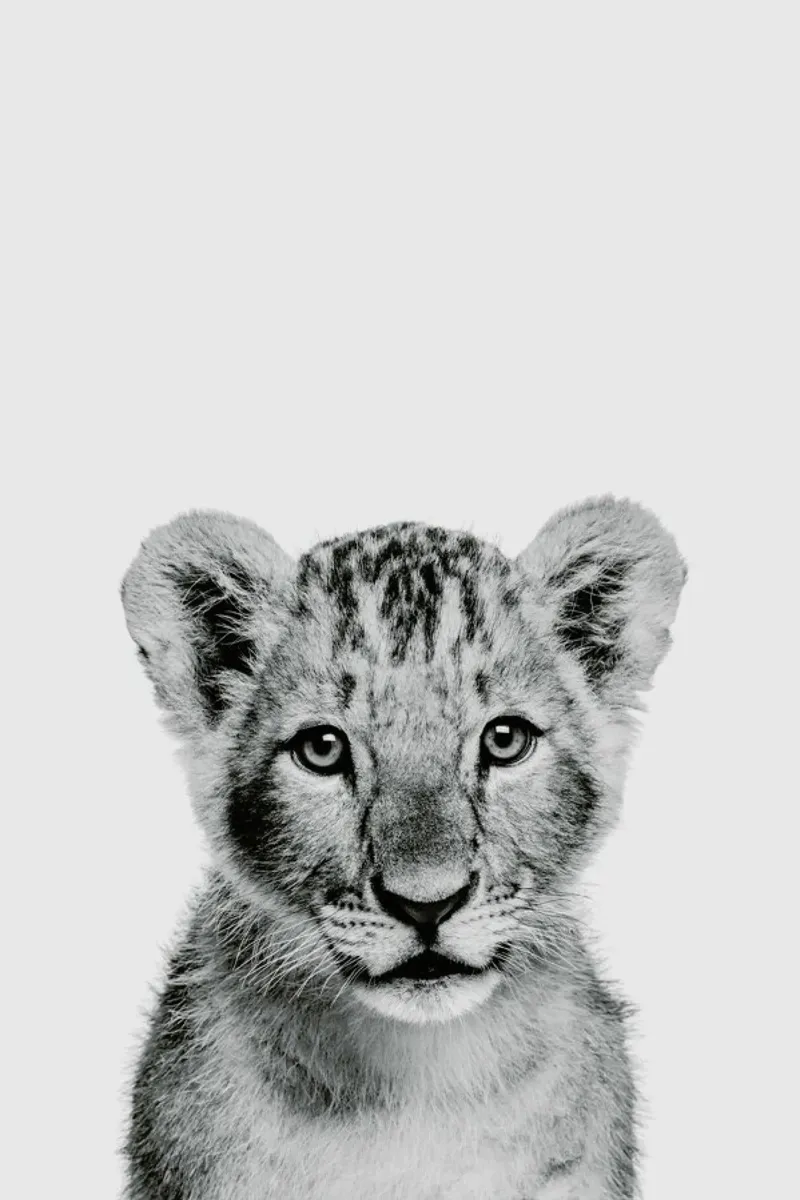 Lion Cub II Classic pellicola backlit da Paws & Claws