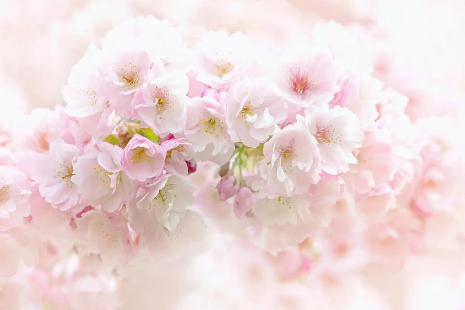 Spring Blossom - Jacky Parker poster con telaio in legno da Pictufy