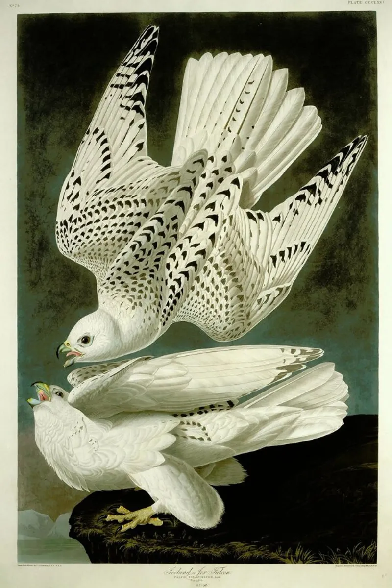 Robert Havell - Iceland or Jer Falcon poster da ARTOTHEK