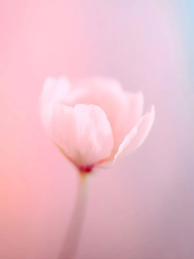Pink Bloom acrylic glass by Moon  Bloom