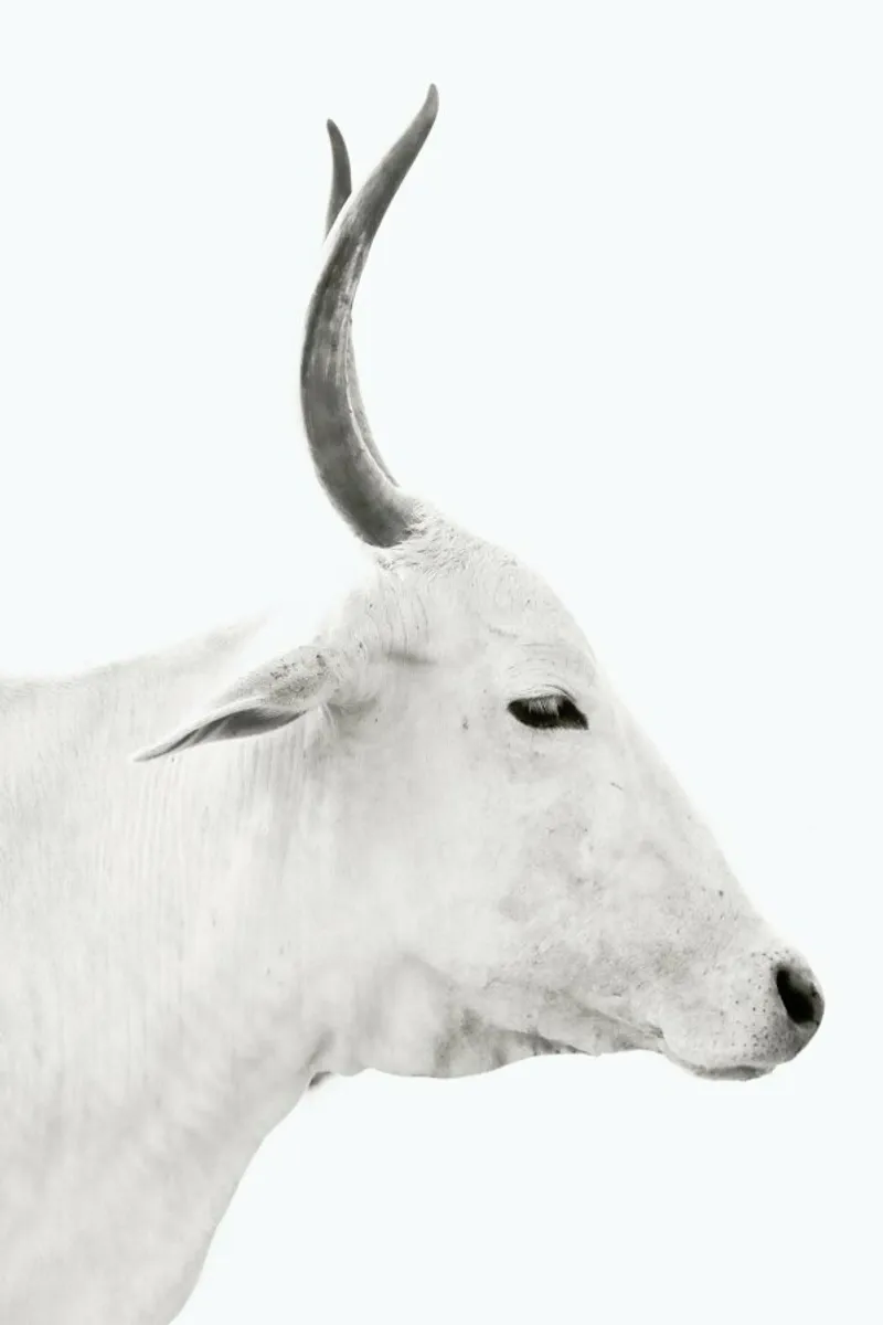 White Cow 2 pellicola backlit da Victoria Frost
