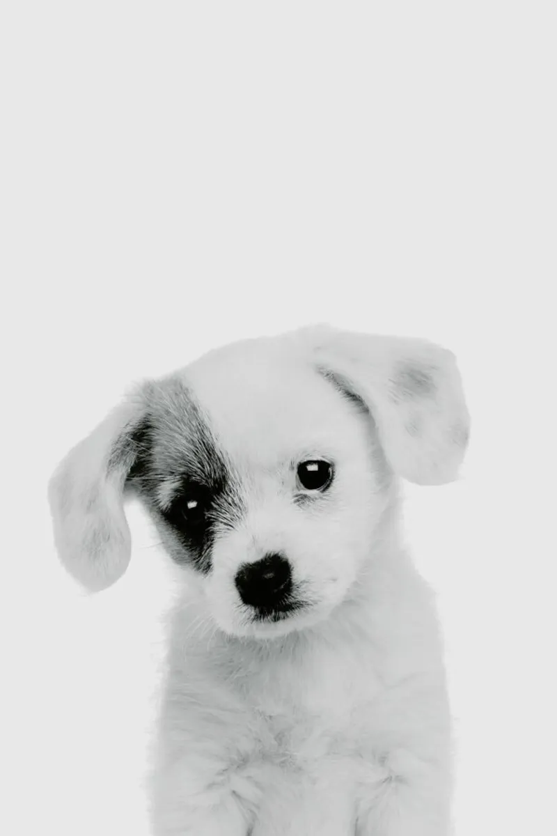 Puppy II Classic pellicola backlit da Paws & Claws