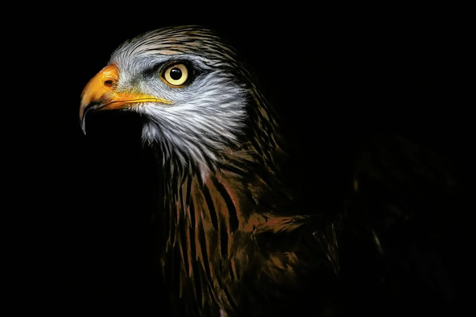 Red Kite Portrait II - Santiago Pascual Buye poster da Pictufy