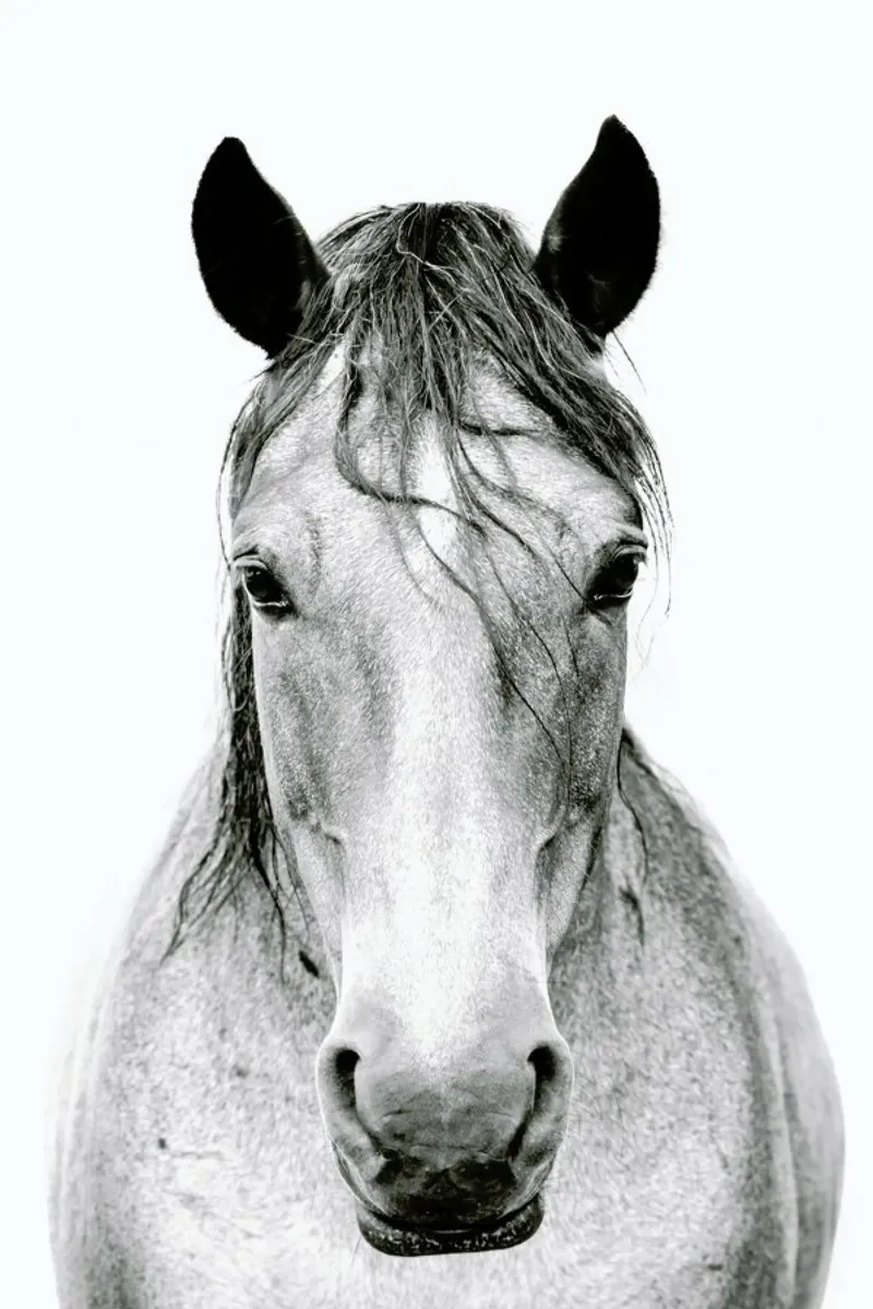 Chestnut Dun Horse II pellicola backlit da Victoria Frost