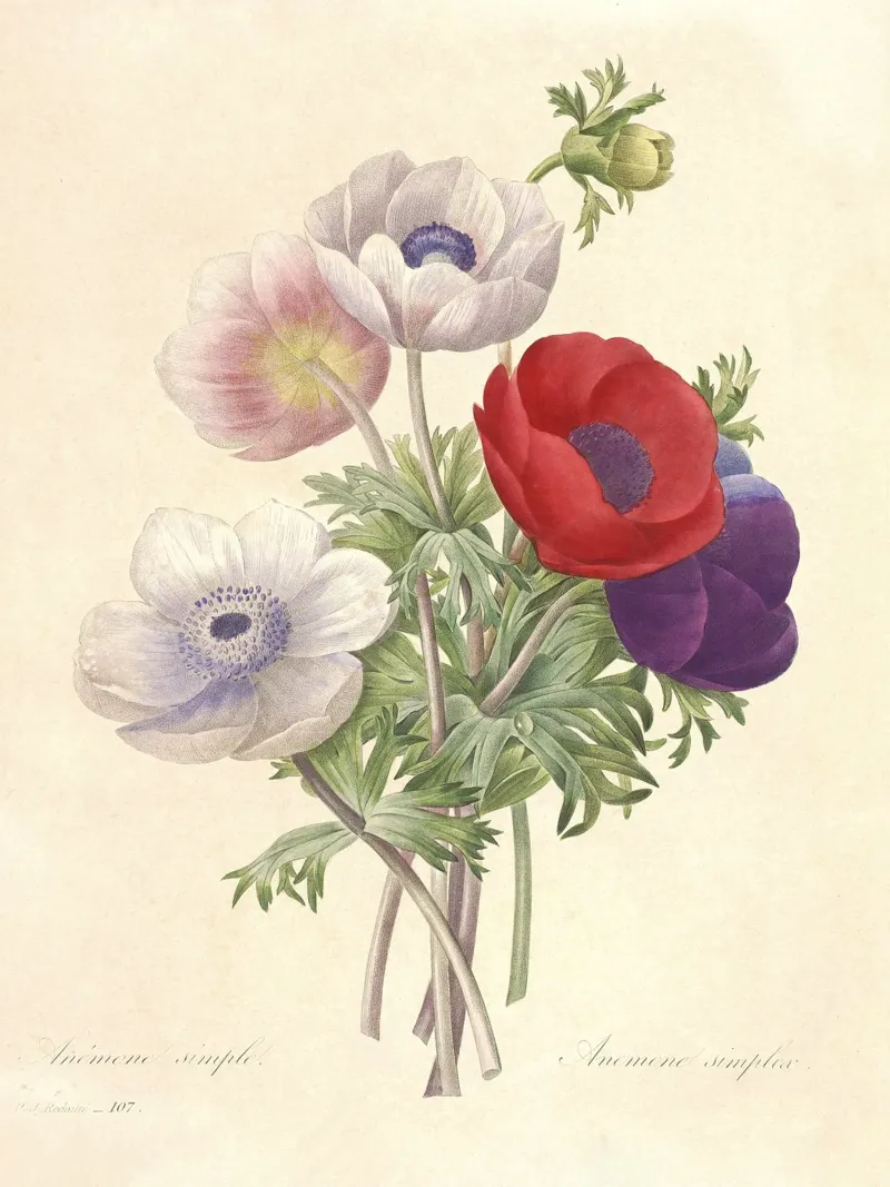 Fiori di anemone classici di primavera alluminio dibond da Timeless Botanica