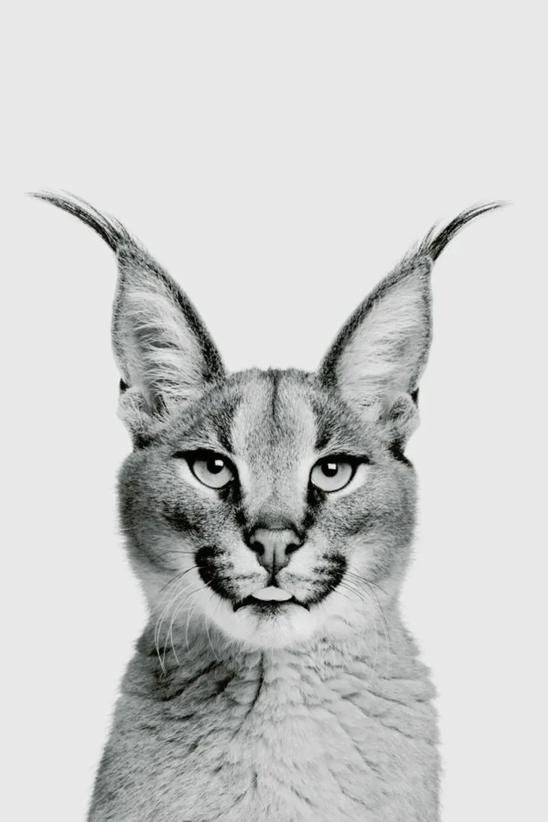 Lynx Classic pellicola backlit da Paws & Claws