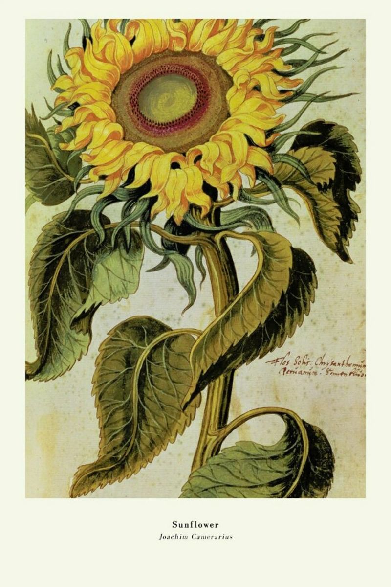 Joachim Camerarius - Sunflower poster by ARTOTHEK