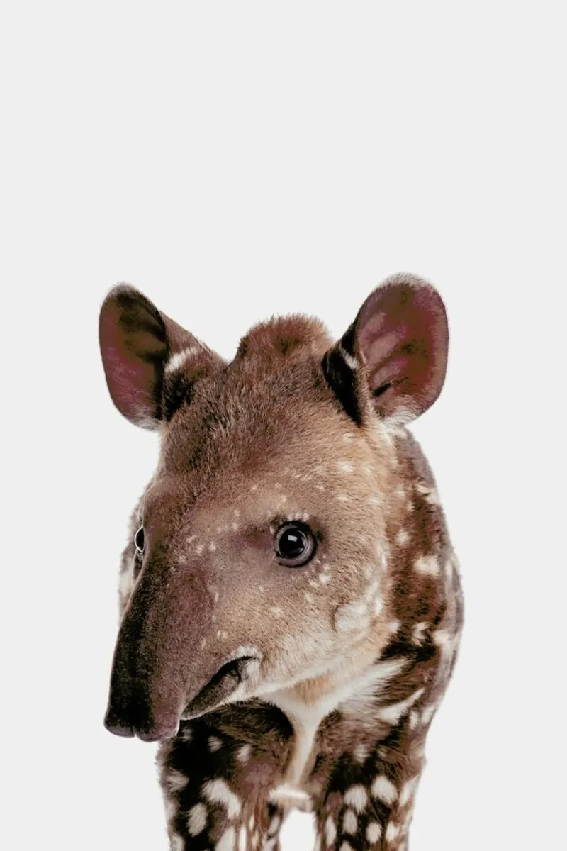 Tapir pellicola backlit da Paws & Claws