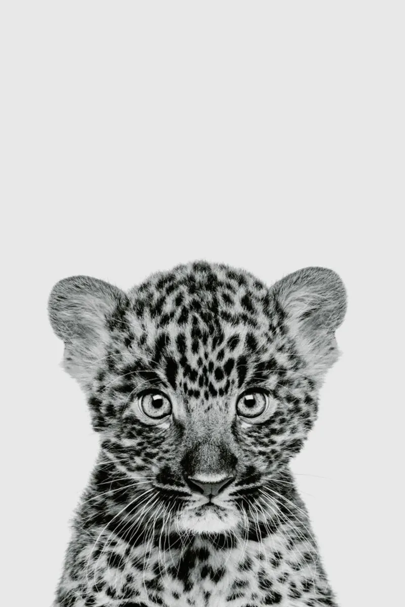 Leopard Classic pellicola backlit da Paws & Claws