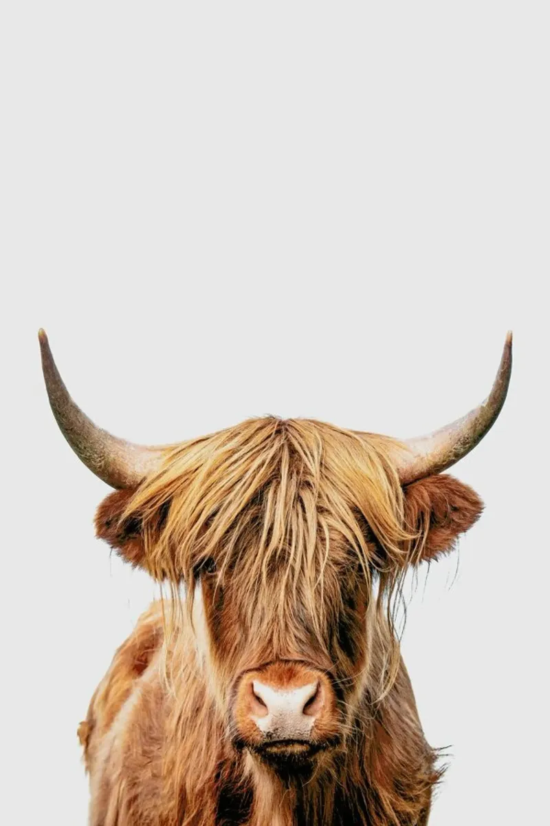 Highland Cow Poster von Paws & Claws
