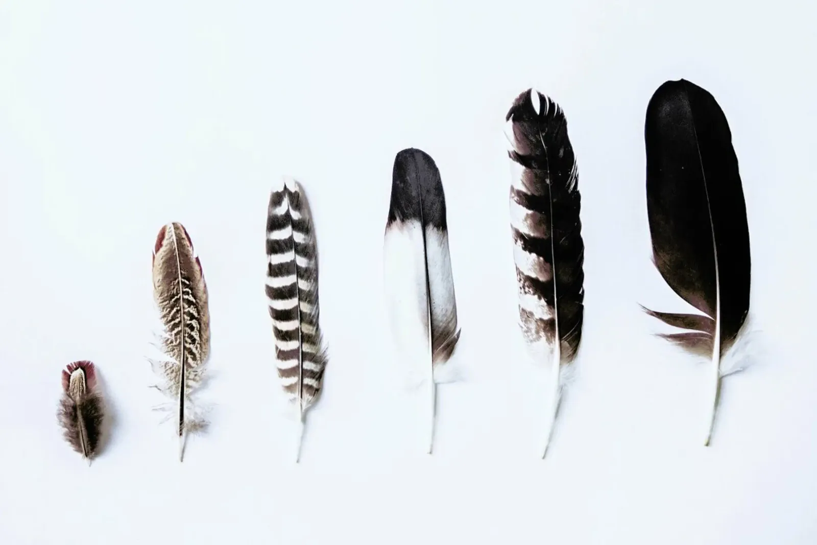 Feathers plexiglass da Victoria Frost