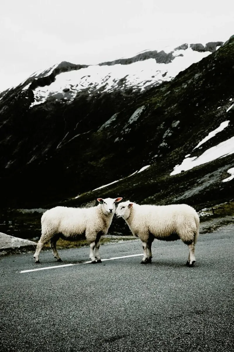 Sheepish @jochenwild pellicola backlit da EyeEm Mobile GmbH