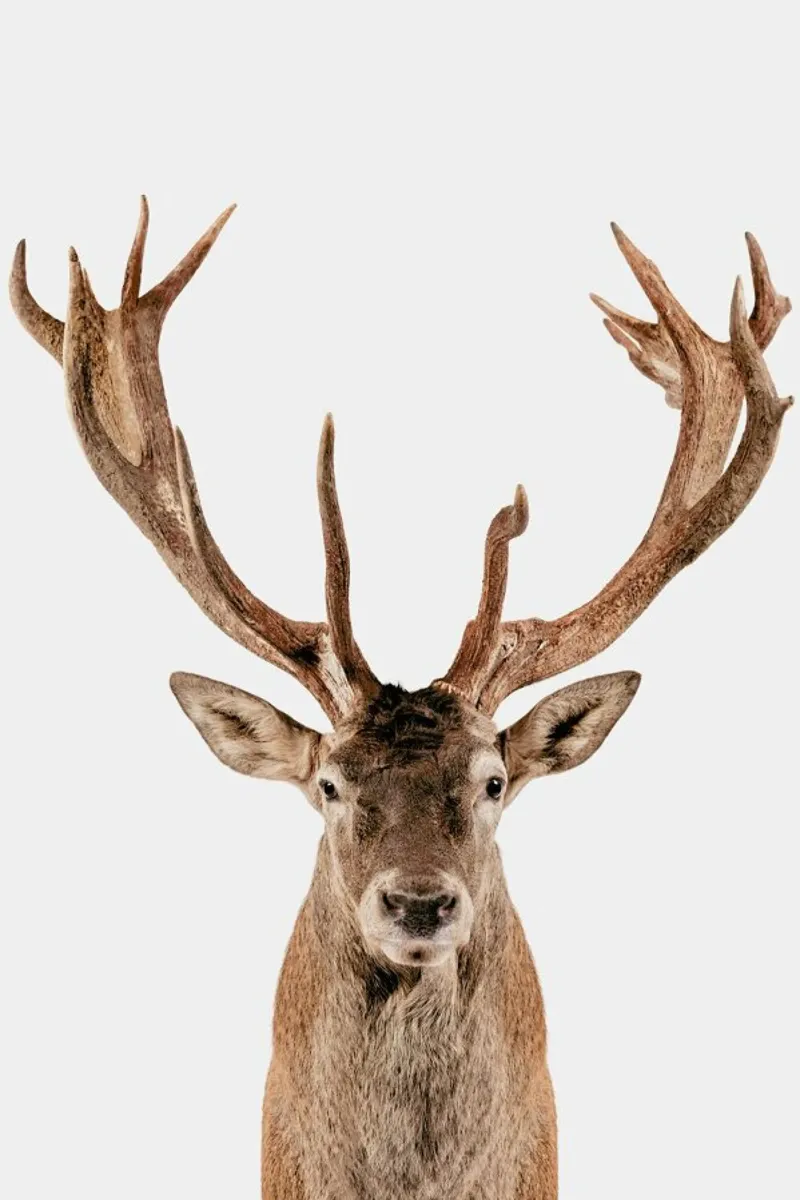Reindeer poster con telaio in alluminio da Paws & Claws