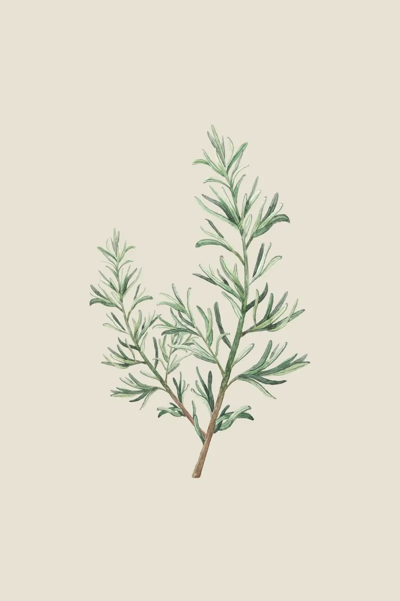 Rosemary Branch beige hahnemühle de karenmenzenbach