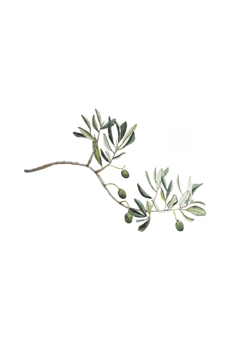 Olive Branch carta hahnemühle da karenmenzenbach