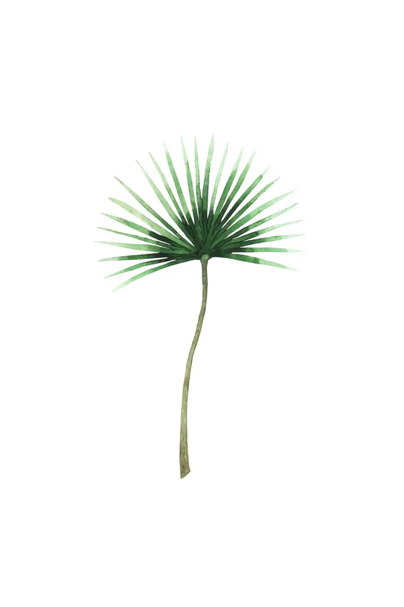 Fan Palm canvas met Baklijst van karenmenzenbach