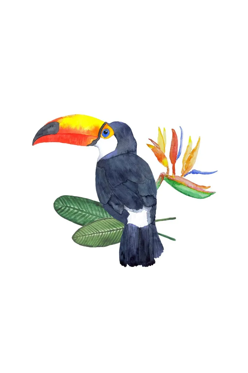 Tropical Toucan Bird carta hahnemühle da karenmenzenbach