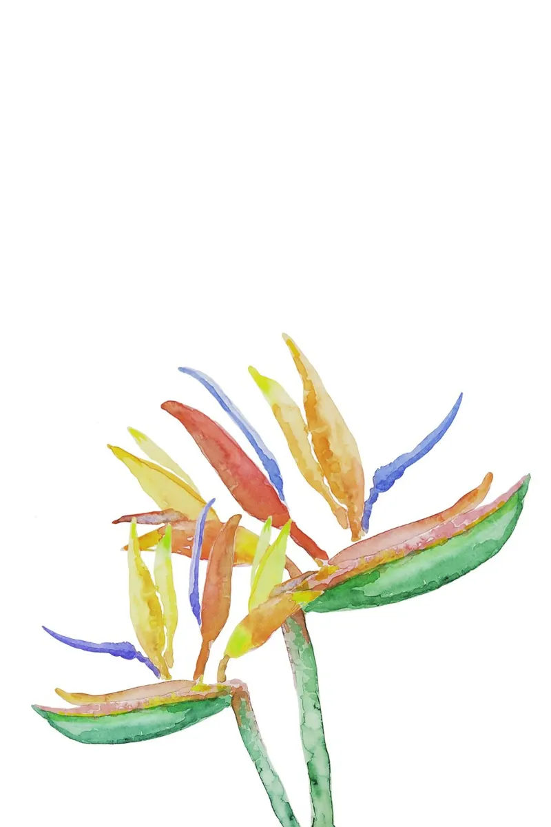 Strelitzia Blossoms poster con telaio in legno da karenmenzenbach