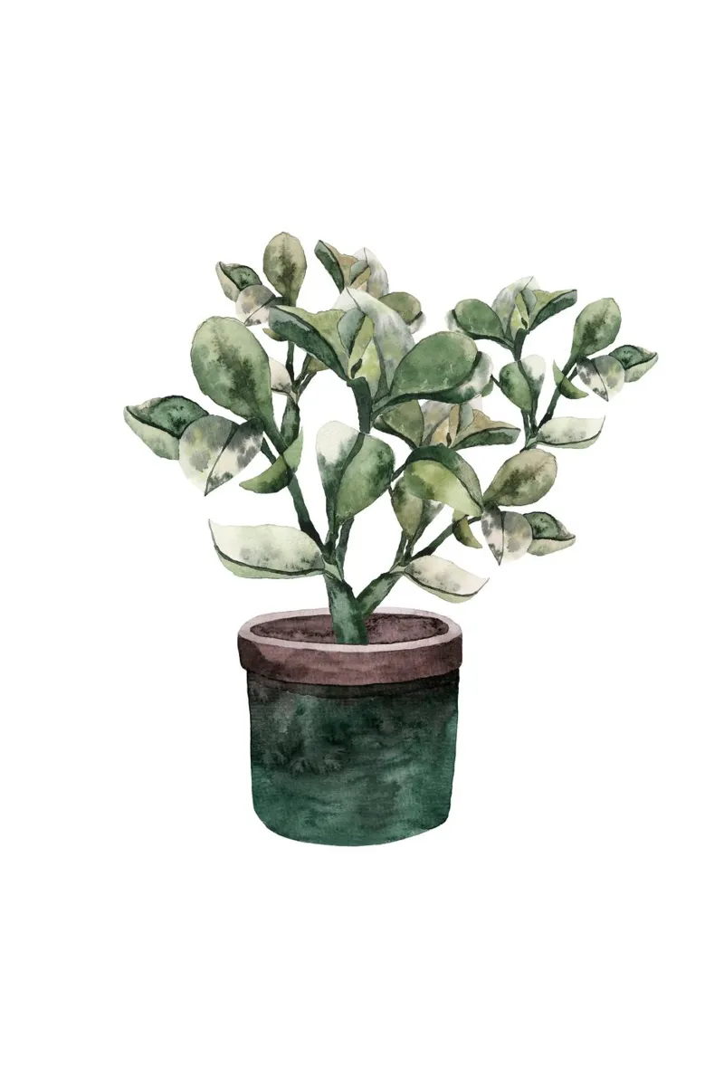Potted Plantfriend carta hahnemühle da karenmenzenbach