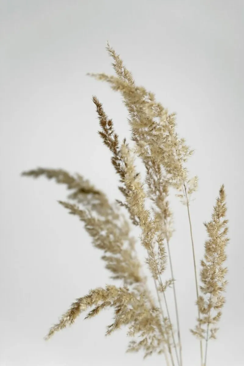 Golden Pampas Grass pellicola backlit da Studio Nahili