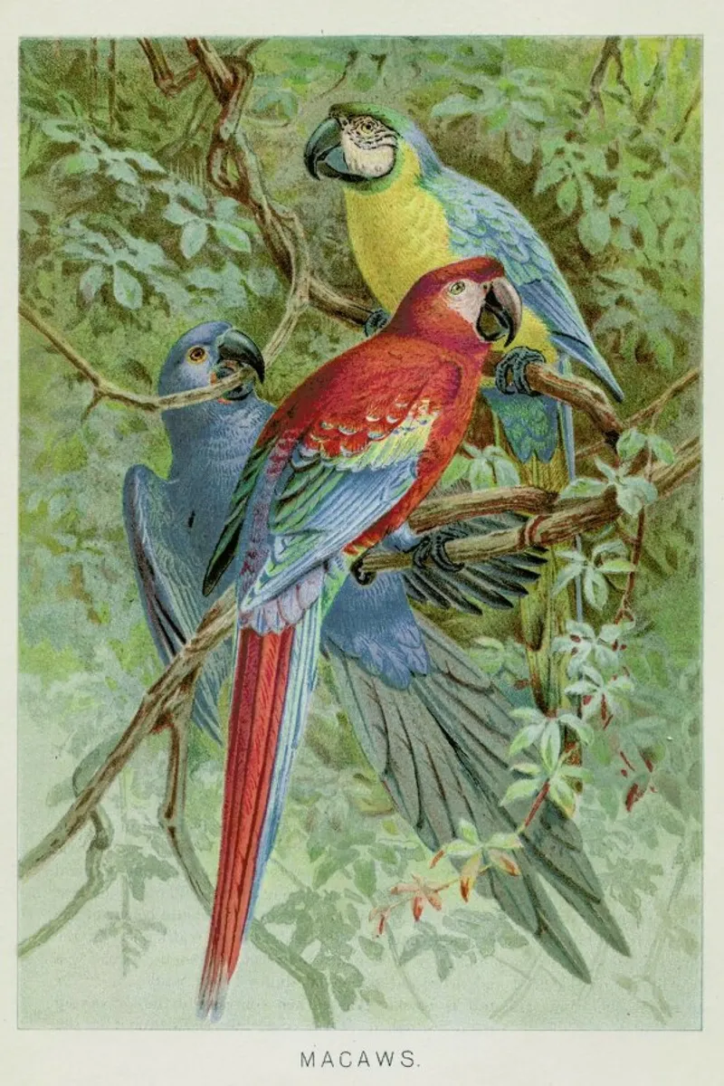 Macaws pellicola backlit da Flora & Fauna
